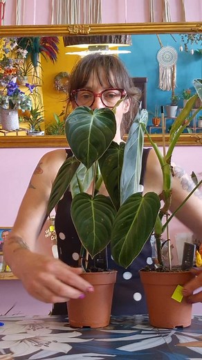 Filodendron melanochrysum ❤️ W sprzedaży ❤️ #kwiaciarniatczew #kwiaciarnia #tczew_i_okolice #kwiaty #kwiatydoniczkowe #filodendron | Kwiaciarnia Ławeczka