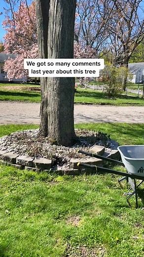 Landscaping and Pool Makeover: Rocks Around Tree and Pool