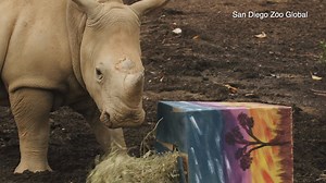 It's already been one year since the San Diego Zoo Safari Park saw Edward, its first southern white rhino born through artificial insemination, arrive! Happy birthday! MORE: https://bit.ly/3f7SrC5 | 10News – ABC San Diego KGTV