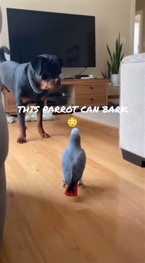 The Parrot Barked Like a Dog… And Confused the Dog 😂🐦🐶#shorts#parrot#dog