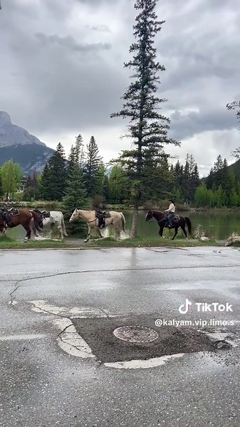 Kalyam Vip Limo Services on TikTok