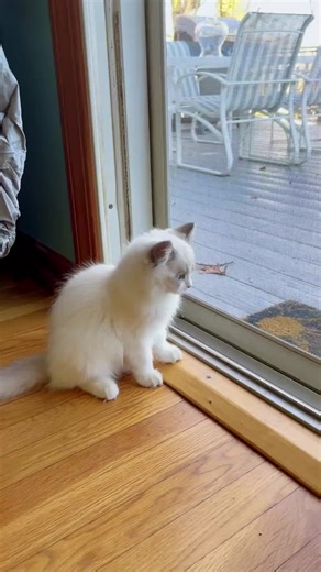 Your indoor cat's hunting instincts aren't just cute quirks—they're an important part of their happiness and health. But how do you let the tiger in your living room stretch its paws without turning your place into a jungle? Start with toys that mimic the thrill of the chase—think feather wands, laser pointers, or even DIY crinkle balls. Hide treats around the house to spark their curiosity and encourage natural stalking behavior. Rotate toys regularly to keep the excitement fresh; cats get bore