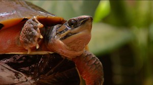 Visiting the plowshare tortoise nursery