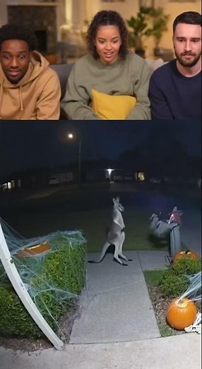 Kangaroo vs Halloween Witch — Doorbell Cam Knockout 🎃🦘
