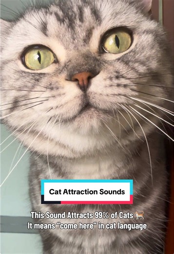 Play this sound and see if your cat reacts! 🐈 #catsoftiktok #catsounds #meow #catsong #creatorsearchinsights