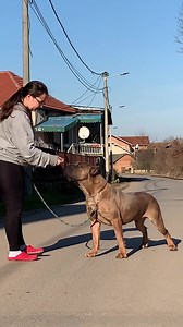 How we practice obedience 👍💯 | Cane Corso Silver Lake Kojic Kennel