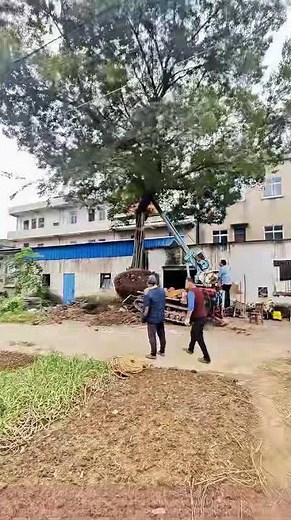 Tree Relocation: Workers Carefully Dig Up the Roots with Machinery