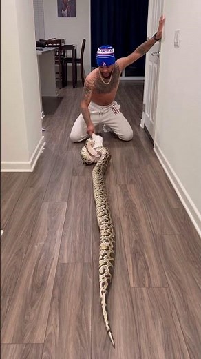 Would You Feed A Giant Snake Like This? 🐍🤯 #reptile #snake #burmesepython