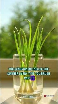 "Top Edible Houseplants That Are Virtually Impossible to Kill"