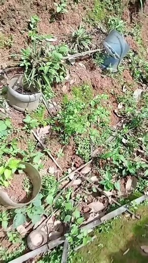 Tseem Tos Yaj on TikTok