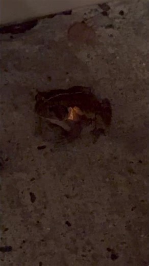 Toad eats firefly #firefly #nature