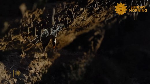 Bracken Cave, located outside San Antonio, Texas, is home to the world’s largest colony of bats. Each summer, over 15 million Mexican free-tailed bats emerge from the cave at dusk in a breathtaking spectacle. | CBS Sunday Morning