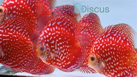 Here's the complete list of our November stock. The new arrivals are in quarantine until next weekend. We will start posting videos on our YouTube channel (YouTube.com/@chicagodiscus9872) and pictures on our Website (ChicagoDiscus.com/shop). Hopefully we will have all the videos posted this weekend. In the meantime, enjoy this little video of the Rafflesia that just arrived two days ago. November 2025 Stock list 4.0-4.5” Blue Cobalt $95 4.0-4.5” Golden Valentine $95 4.5-5.0” Panthera Leopard. $1