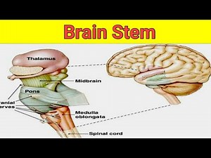 Physiology of Brain Stem