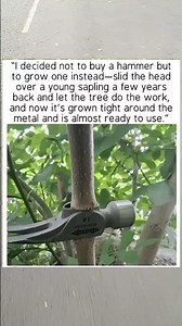 Growing My Own Tool! 🤯 DIY Level: Genius 🌳