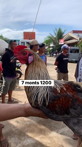 20K views · 452 reactions | Unknown blood #followersreels #highlight #followers | Manok Sa Byot Vblog | Facebook