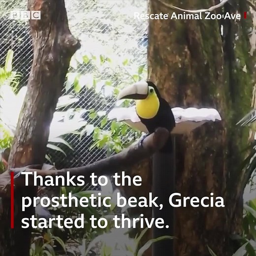 Meet Grecia, the first toucan in the world to have a prosthetic beak 👇 | BBC World Service