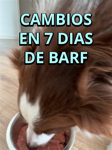 7 Días de Dieta BARF: Experiencias Transformadoras para tu Perro