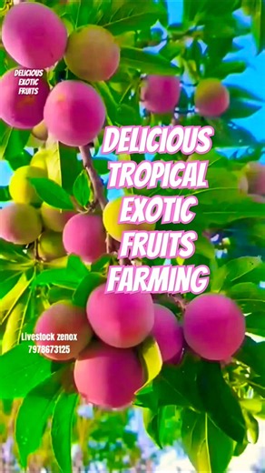 Delicious Tropical Exotic Fruits Farming 😍#farmingtraditions #rarefruits #garden #shorts #nature#fyp