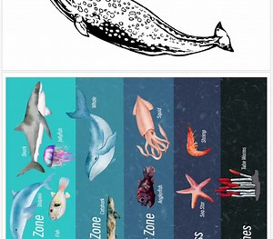 Ocean Zones Activity, Morning Basket, Homeschool, Learning Resource, Printable, Nature Science Study, Instant Digital Download - Etsy