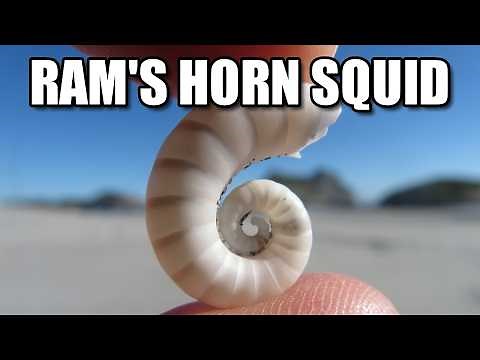 Ram's Horn Squid Facts: a SQUID with a SHELL 🦑 Animal Fact Files