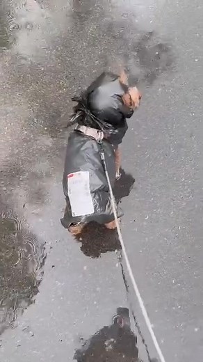 1.7K views · 61 reactions | Cute puppy walking acrossing rain | Cute yorkies | Facebook