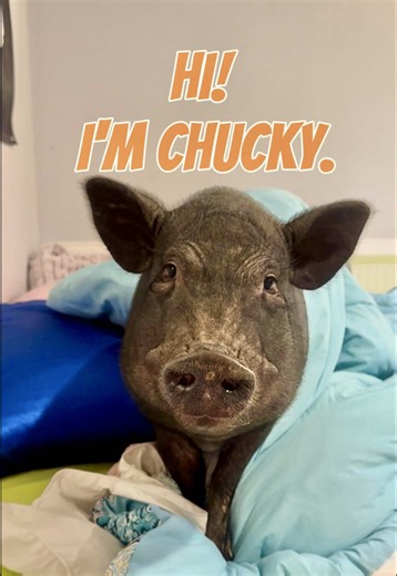 Welcome to pig land with PigtubeWithChucky! We post pig ASMR, training, photography and so much more. You'll love it here. #animals #fyp #pig #vlog #cute