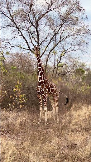 Meru National Park is where safari slows down