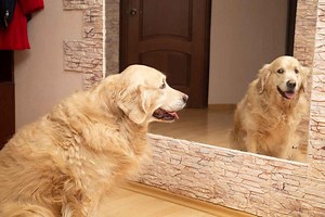 People selling mirrors online try and fail to hide from view