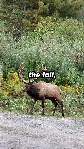 You Won’t Believe the Sound This 700lb Animal Makes!