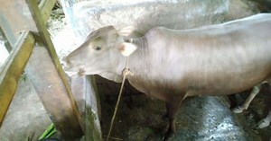 Control Ticks on Pets – Natural and Chemical Remedies