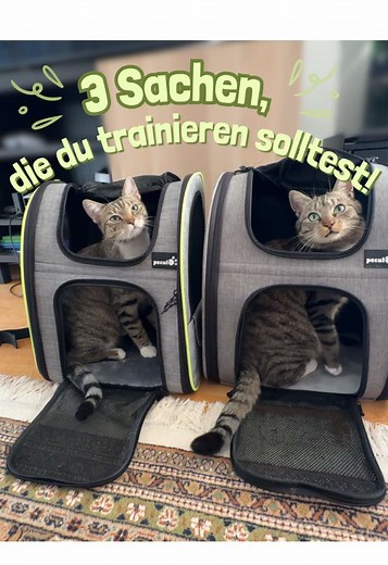 3 Dinge für effektives Katzentraining entdecken