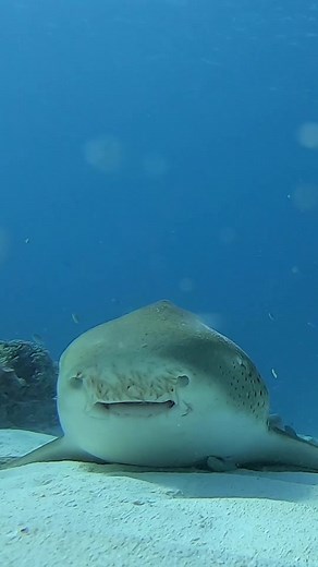 Fall in love with the #leopard #shark!This #species can breathe while stationary and is often found resting on the #seafloor. 😀 (🎥: @Jacinta | Ocean Videography) #SharkWeek