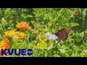 Snout nose butterflies fluttering all over Central Texas | KVUE