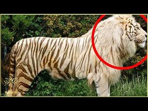TOP 8 AMAZING HYBRID ANIMAL!