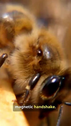 The Electric World of Bees