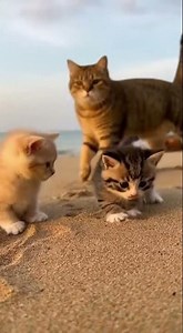Mom Cat’s Reaction to Her Kittens Digging at the Beach😻#kittens #beachday #cuteanimals #cat