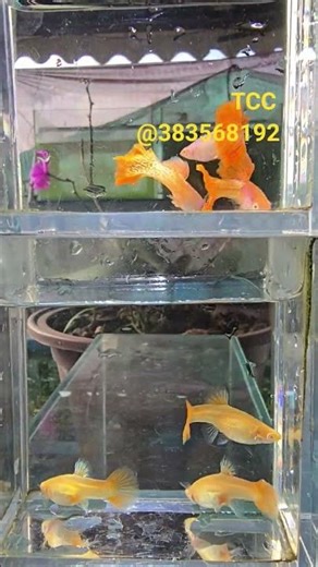 Rainbow Fish with Beautiful Patterns #aquariumfish