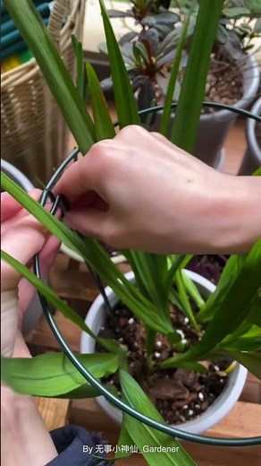 Freesia plant care #flowers #freesia #plantcare #plants #spring