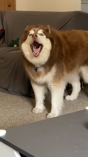 Fluffy and Sassy Husky Moments