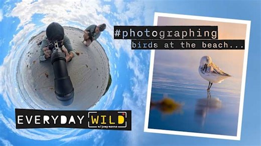How to photograph fast sanderlings on Florida Beaches | Tips from New 6 Insider Guides