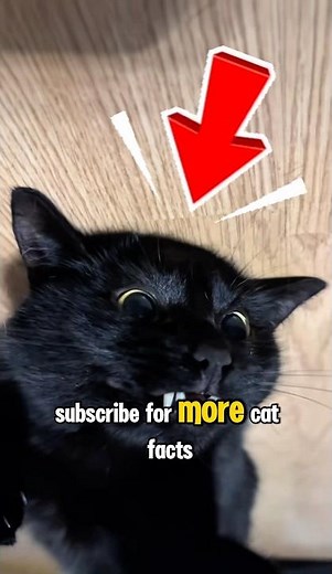 5 Amazing Facts About Black Cats You Didn't Know! 🐈‍⬛