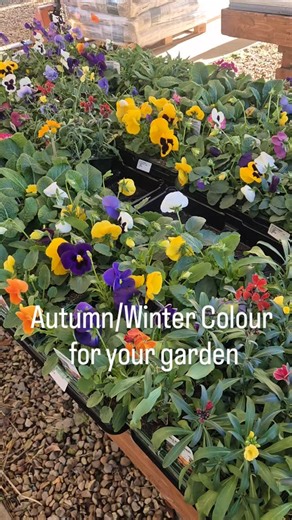 Dont forget the clocks go back tonight, extra hour in bed. Here's a little video with some Autumn/Winter colour for your garden. #clocksgoback #wintercolours #autumncolours | Woodmeadow Garden Centre | Facebook