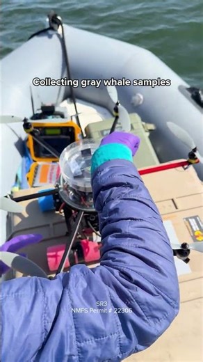 This is how we collect blow samples from gray whales during our health assessment research