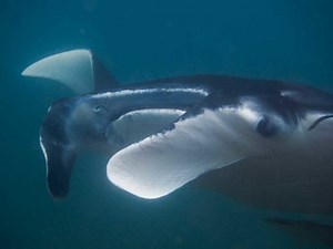 12 Best Scuba Diving Sites Near Brisbane & Map