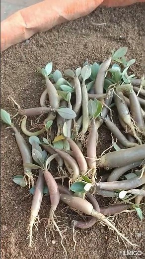 Adenium arabicum seedlings repotting
