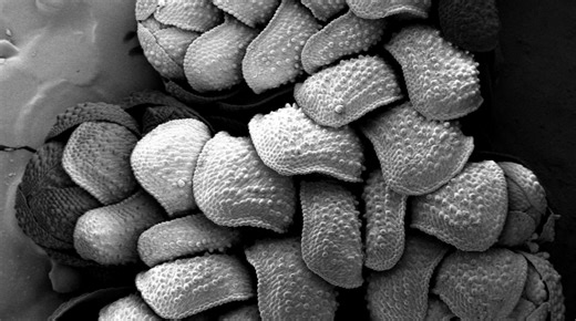 Under the Microscope - Cambridge University Botanic Garden