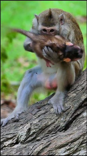 Baby monkey was momy bitten a lot.