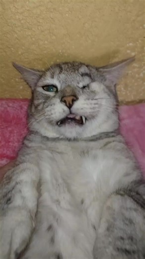 Príncipe Zuko ❤️ on TikTok