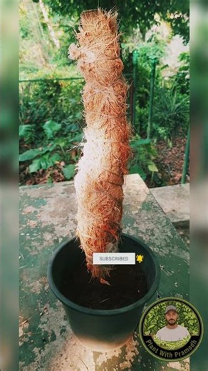 DIY plant decorations